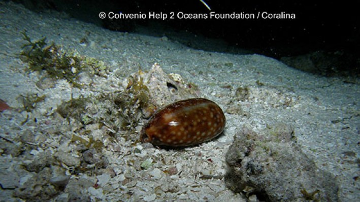 Gastropods (111)
